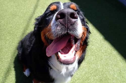Bernese Mountain Dog in Dog Daycare