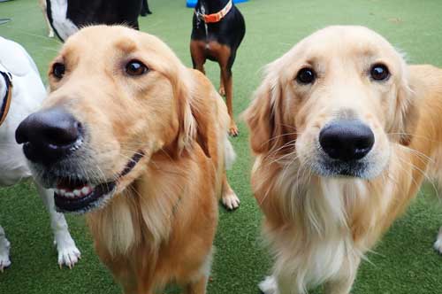 Golden Retrievers in Dog Daycare