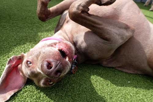 Weimaraner in Dog Daycare