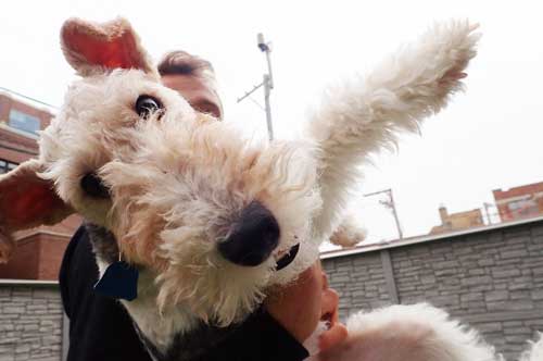Welsh Terrier in Dog Daycare
