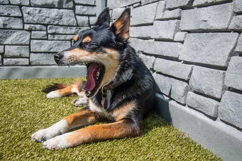 Yawning in Dog Daycare