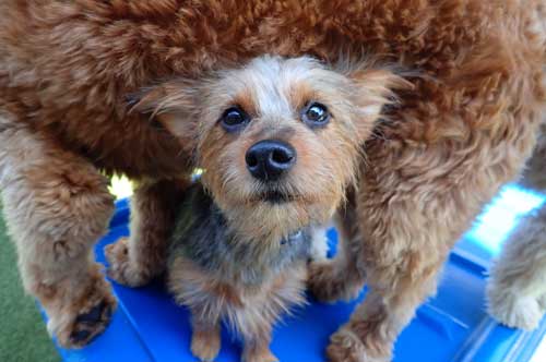 Yorkshire Terrier in Dog Daycare