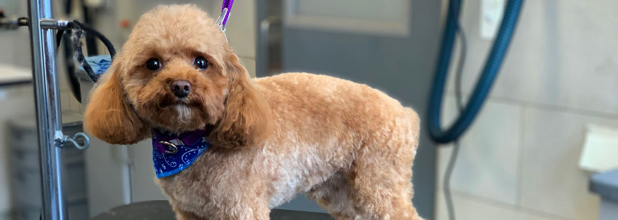 Best Dog Grooming in Chicago