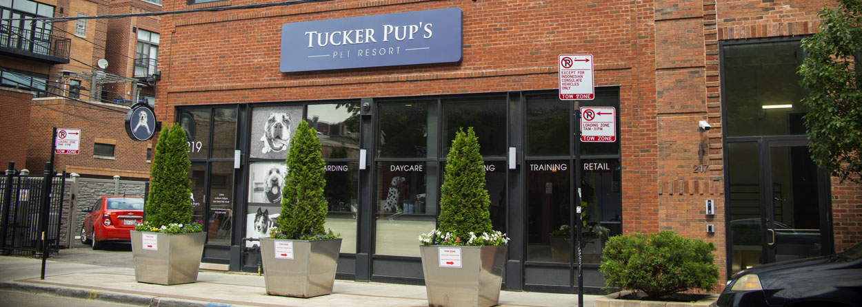 The Best Dog Trainers in Chicago