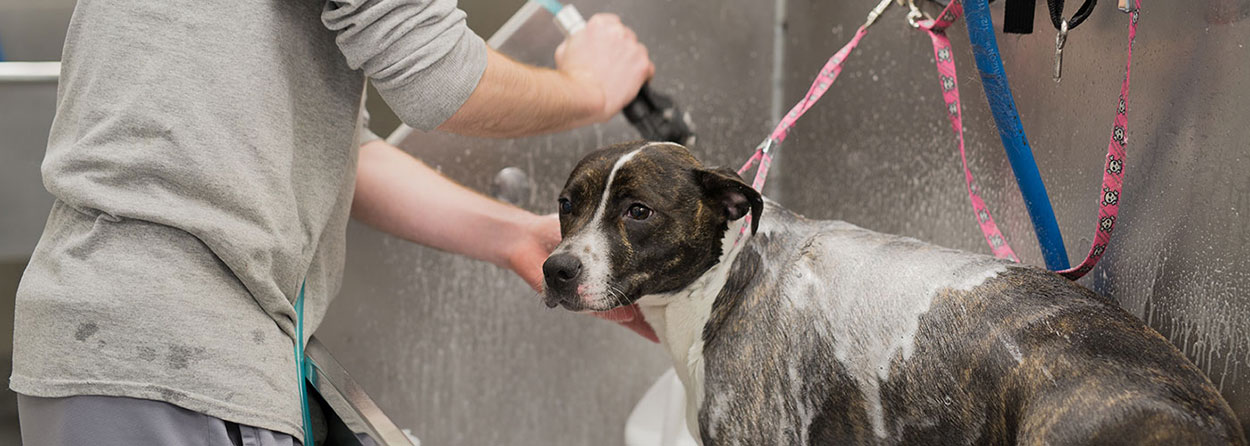Dog Grooming Chicago Bath