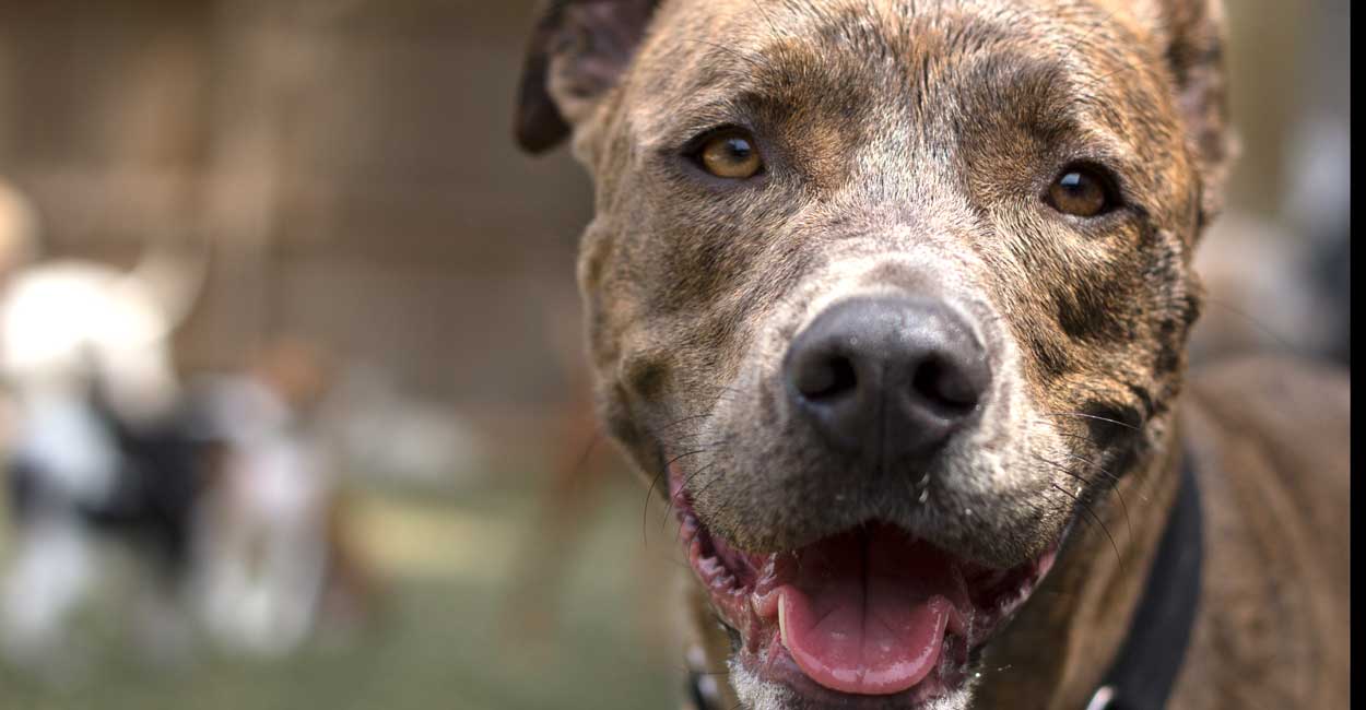 Happy Dog in Chicago Dog Daycare