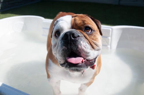 Best Dog Daycare Chicago