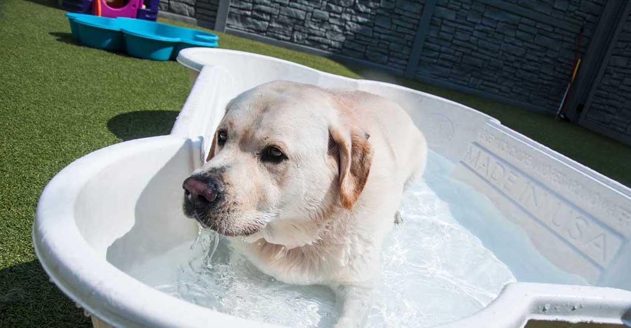 Chicago Dog Daycare Illness and Injury Policy