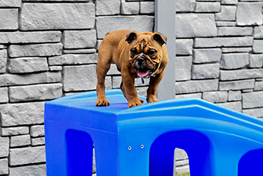 Best Dog Daycare in Chicago