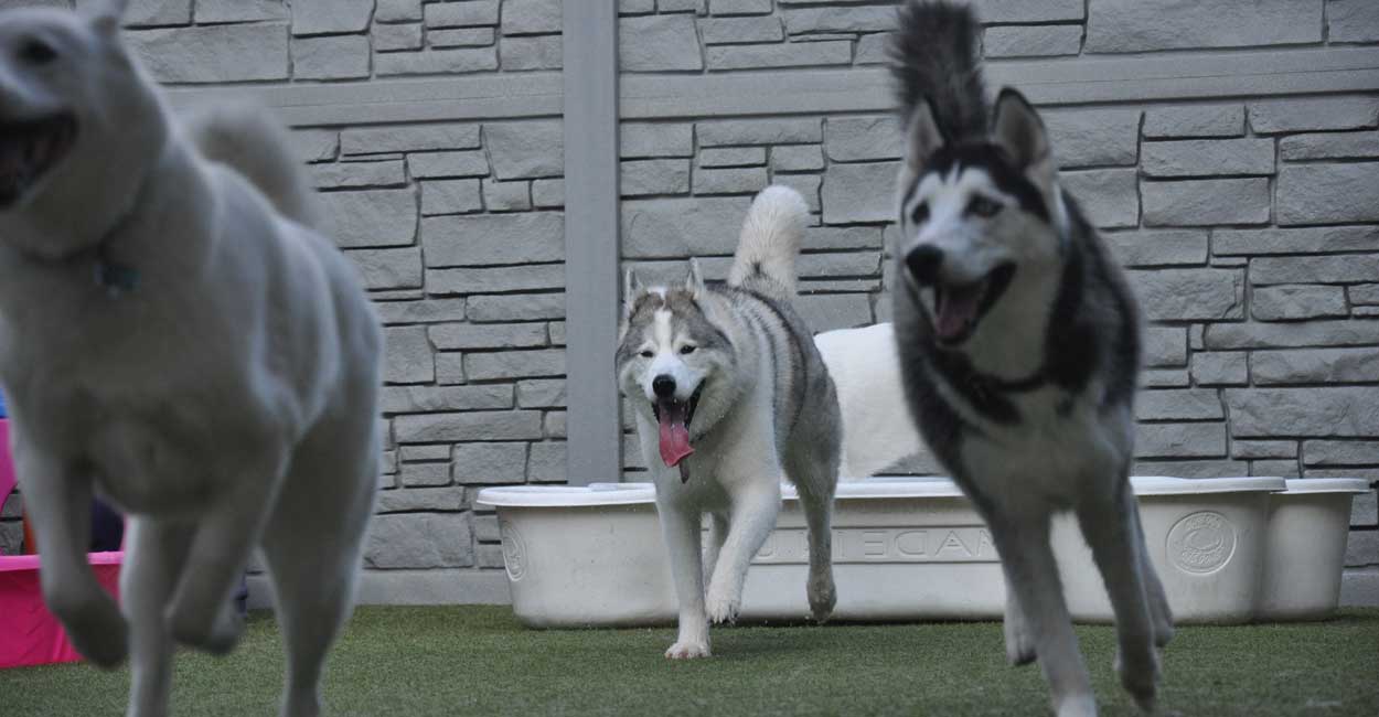 Chicago Dog Daycare Hours