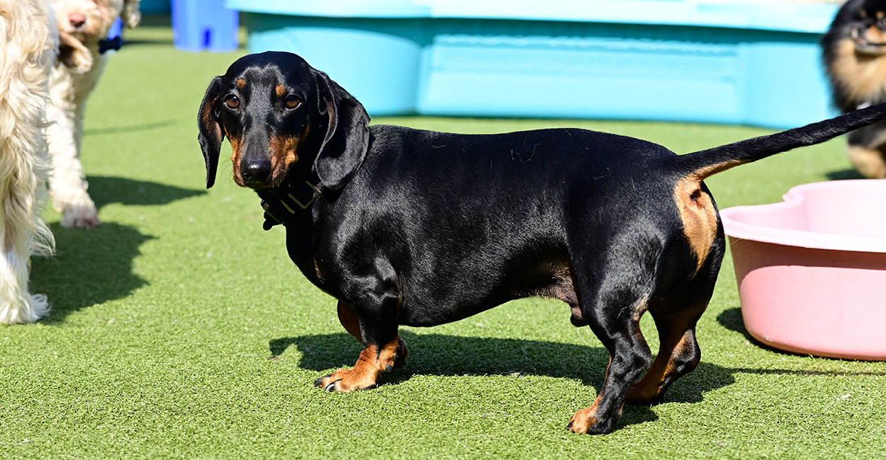 Chicago Dog Daycare Blackout Dates