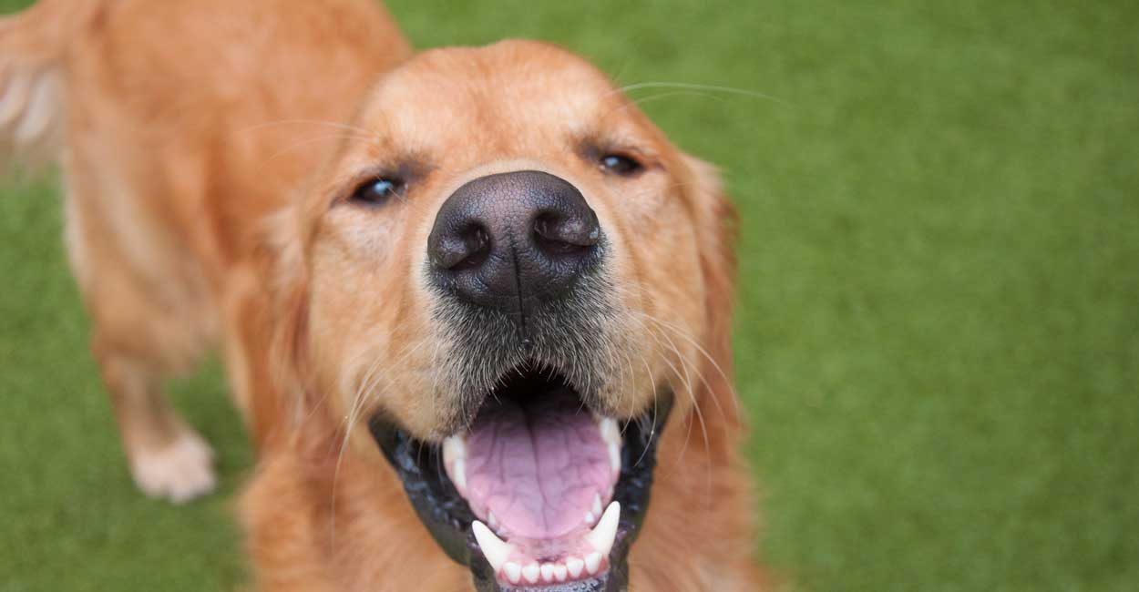  Dog Named TUCKER Golden Retriever Mom Cute Dog Rescuer