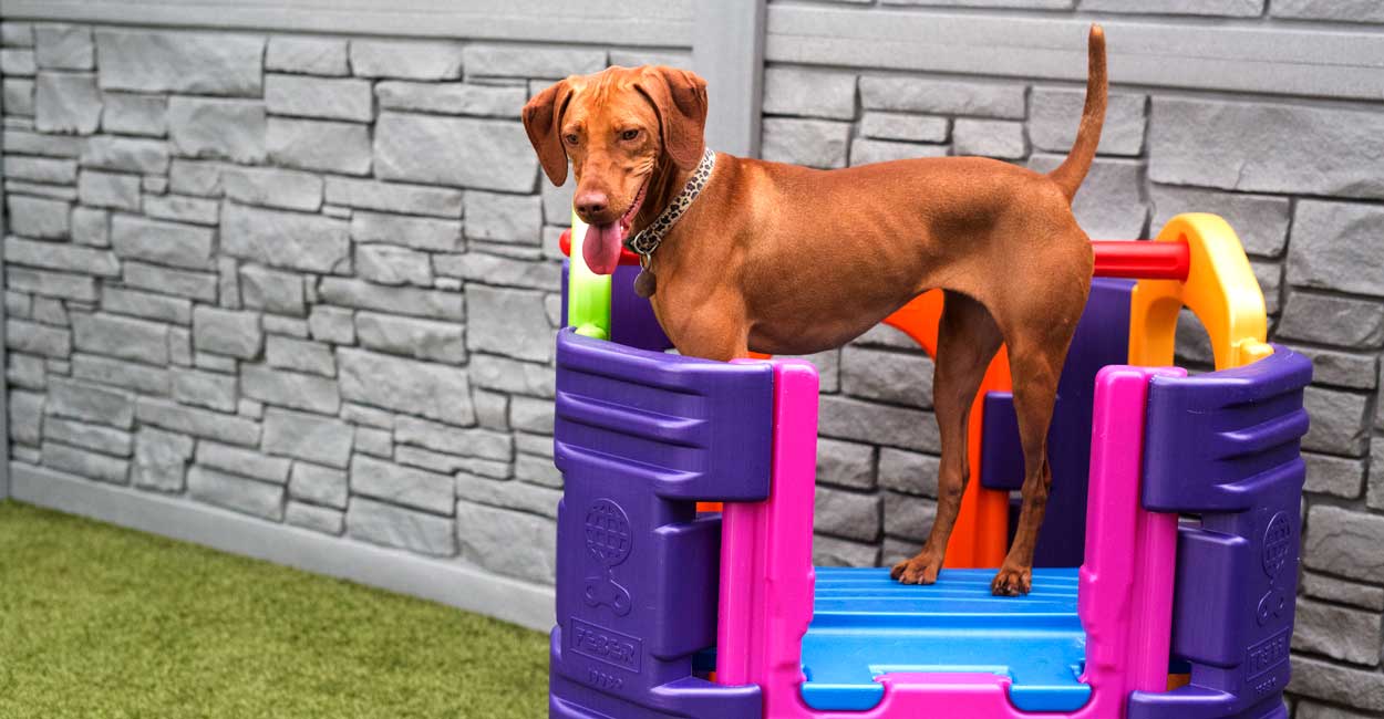 vizsla boarding