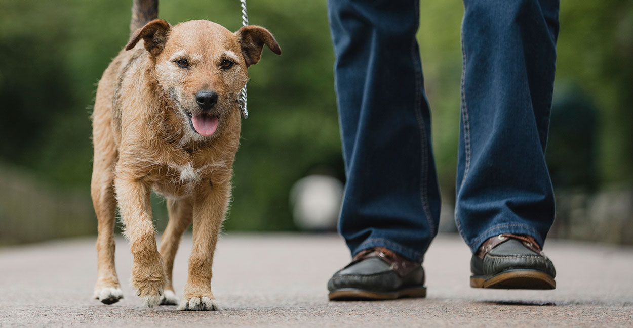 Dog Walkers in Chicago  Tucker Pup's Pet Resort