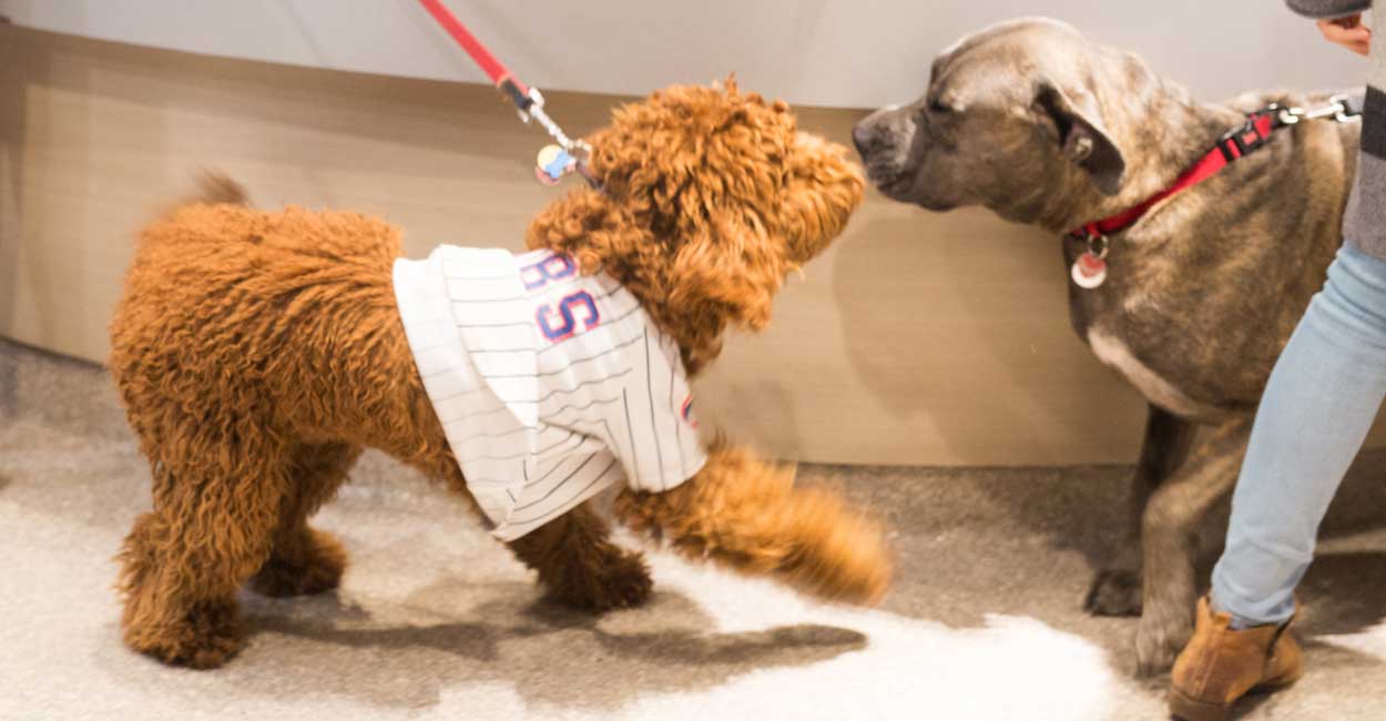 Chicago Dog Boarding - RSVP to Event