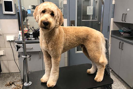 Golden Doodle Grooming After