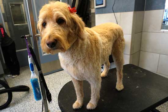 Labradoodle Grooming After
