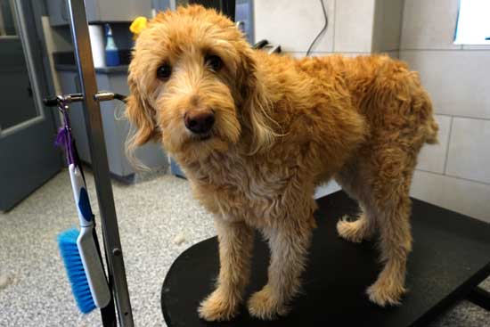 Labradoodle Grooming Before