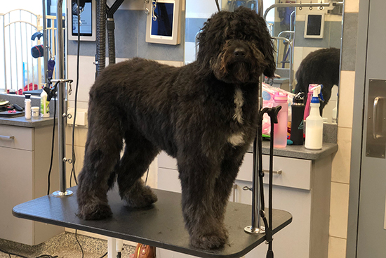 Chicago Newfoundland Grooming Before