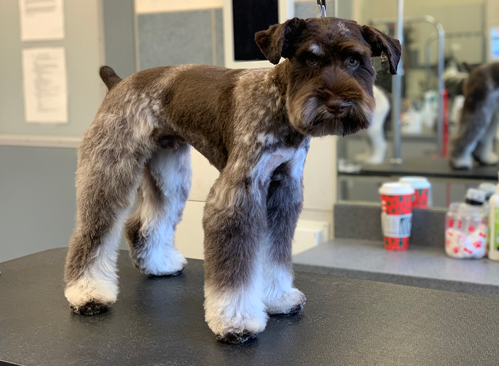 Chicago Schnauzer Grooming After