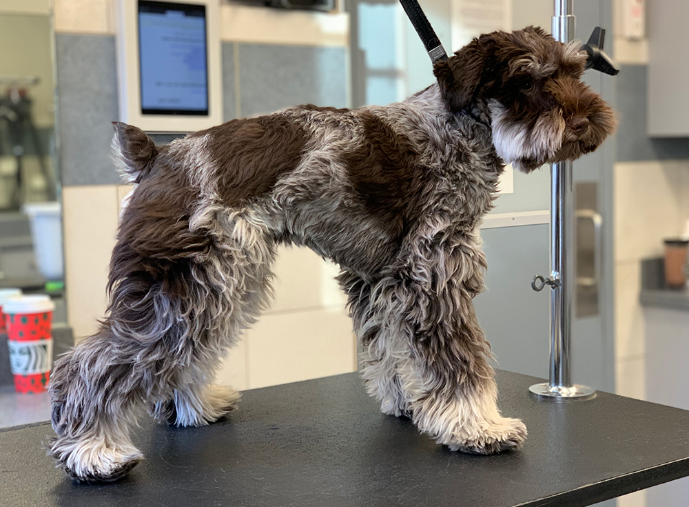 Chicago Schnauzer Groomer Before