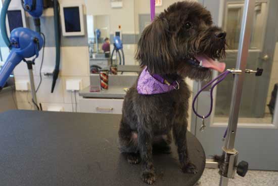 Another Schnoodle Grooming After