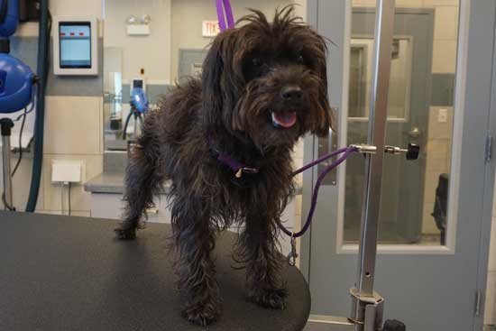 Another Schnoodle Grooming Before