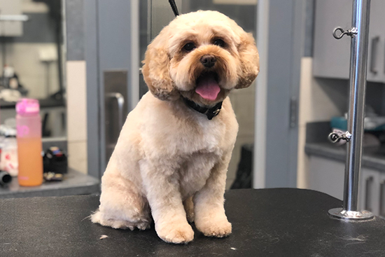 Shih Tzu Grooming After