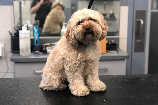 Shih Tzu Grooming Before