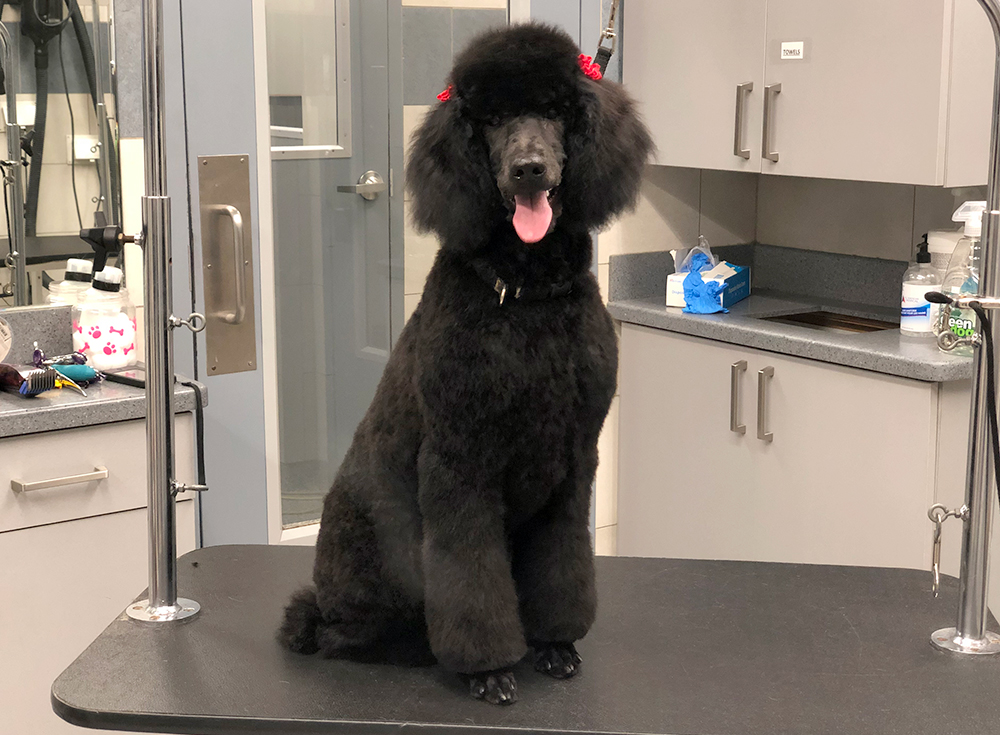Chicago Standard Poodle Grooming After
