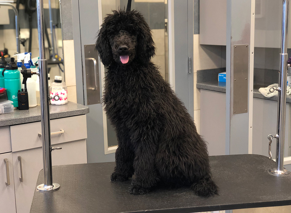 Chicago Standard Poodle Grooming Before