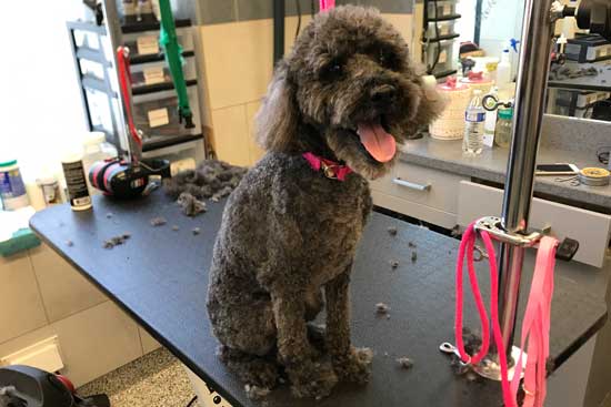 Toy Poodle Grooming After