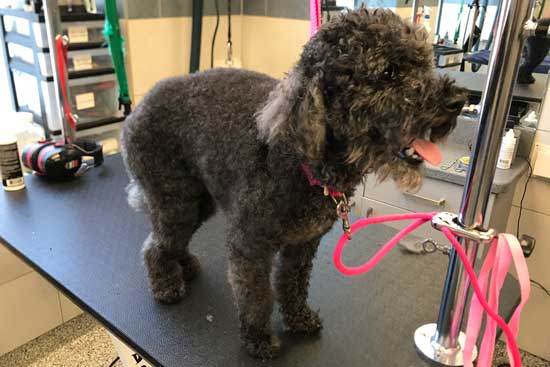 Toy Poodle Grooming Before