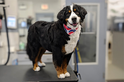 Best Dog Grooming in Chicago