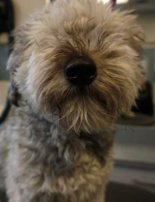 Chicago Dog Grooming
