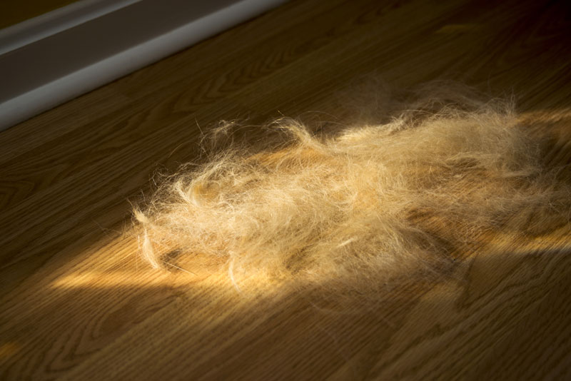 Dog Deshedding in Chicago