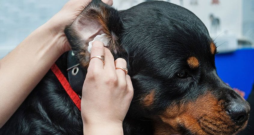 Dog Ear Cleaning Chicago