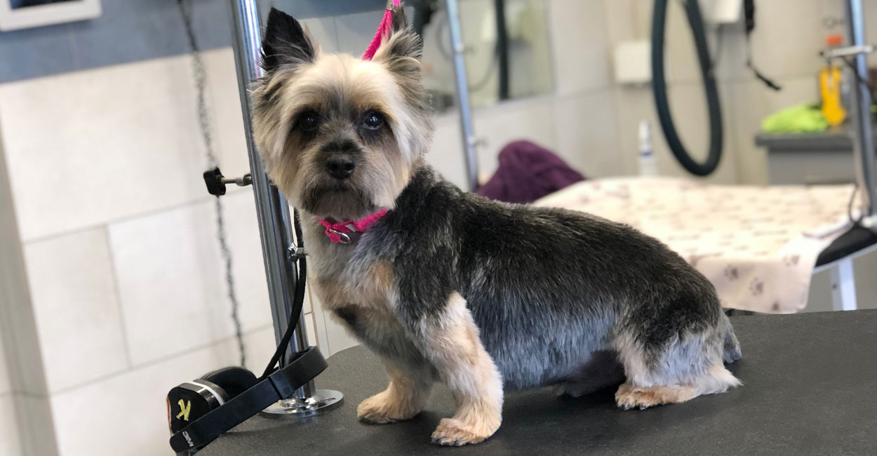 Chicago Dog Grooming Cancellation Policy