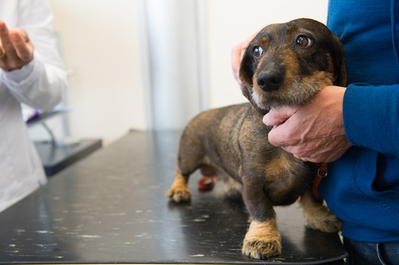 Training Programs for Dogs in Chicago with Anxiety About Grooming