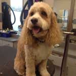 Grooming a Cockapoo in Chicago