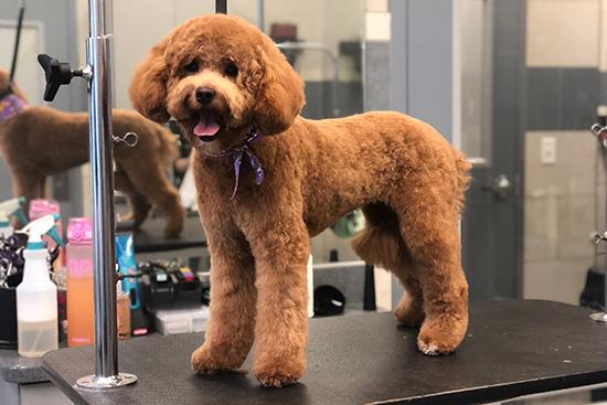 Grooming a Golden Doodle in Chicago After Photo