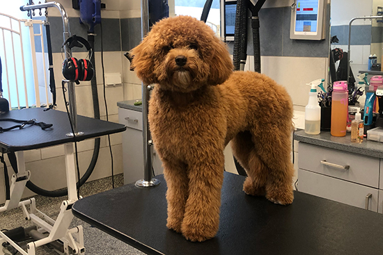 Grooming a Golden Doodle in Chicago Before Photo