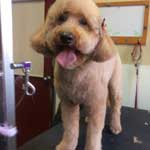 Grooming a Golden Doodle in Chicago
