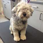 Grooming a Schnoodle in Chicago
