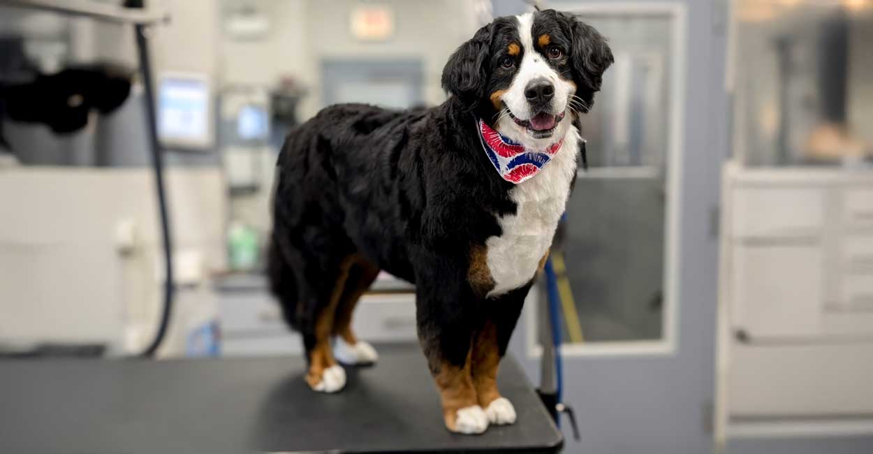 Dog Grooming in Chicago Drop Off at my Reservation Time