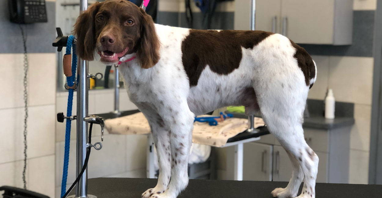 Dog Grooming Requirements | Tucker Pup's Pet Resort