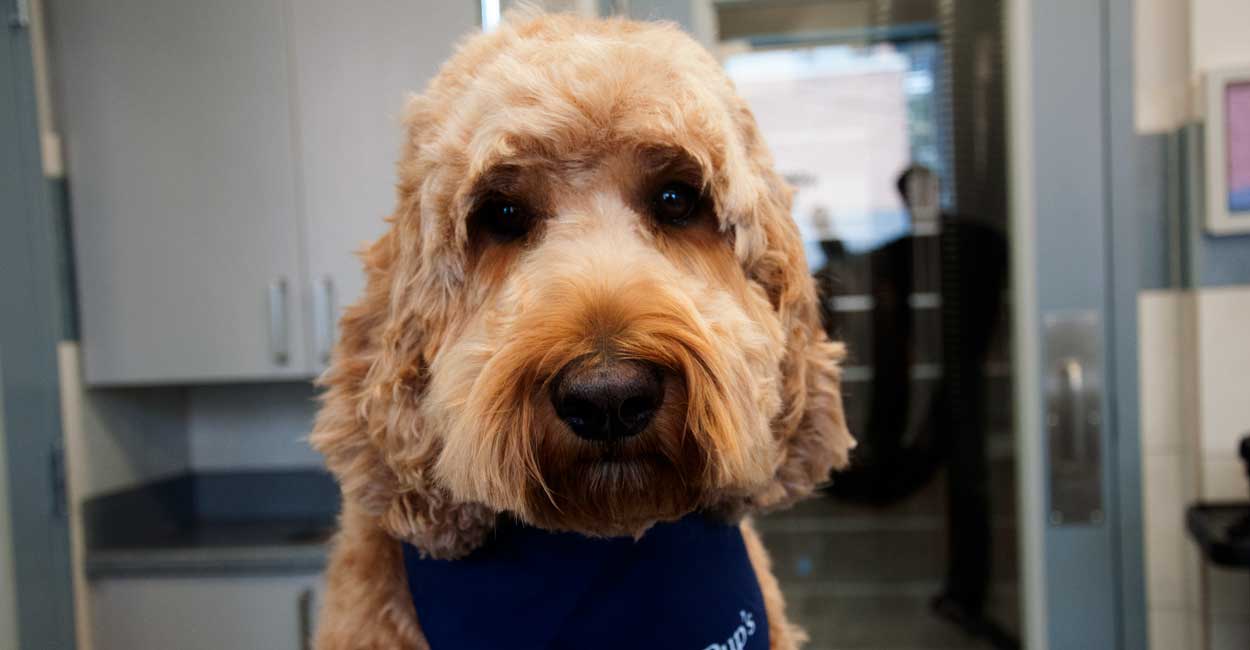 Benefits of Professional Dog Grooming