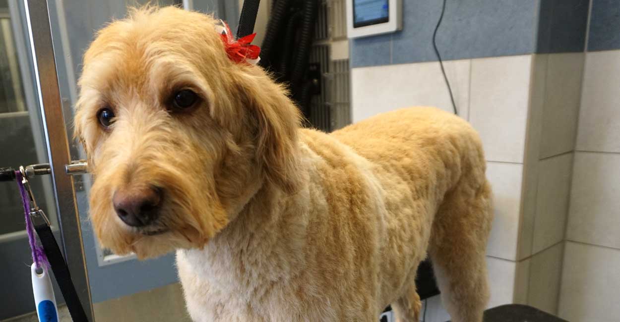 Grooming a Labradoodle in Chicago
