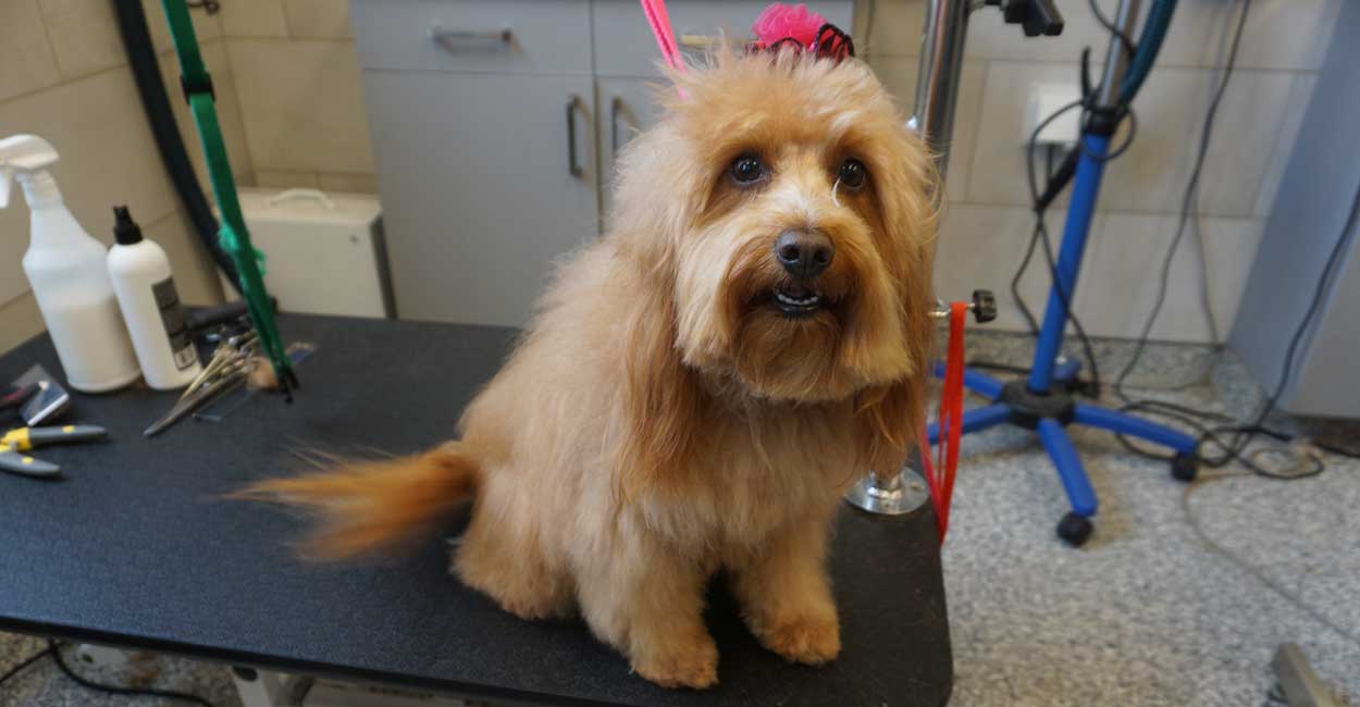 Grooming Matted Dog Hair | Tucker Pup's Pet Resort