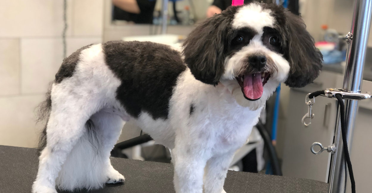 Best Dog Groomers in Chicago